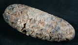 Agatized Fossil Pine (Seed) Cone From Morocco #8104-1